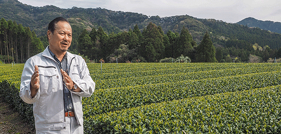 Master Sakamoto, Tea Grower