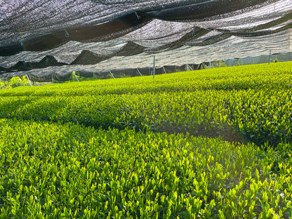 Matcha Organic Green Tea | Culinary Grade