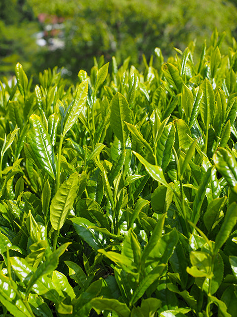 Sencha Green Tea