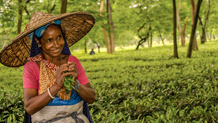 Assam Tea Garden Photo by Bruce Richardson