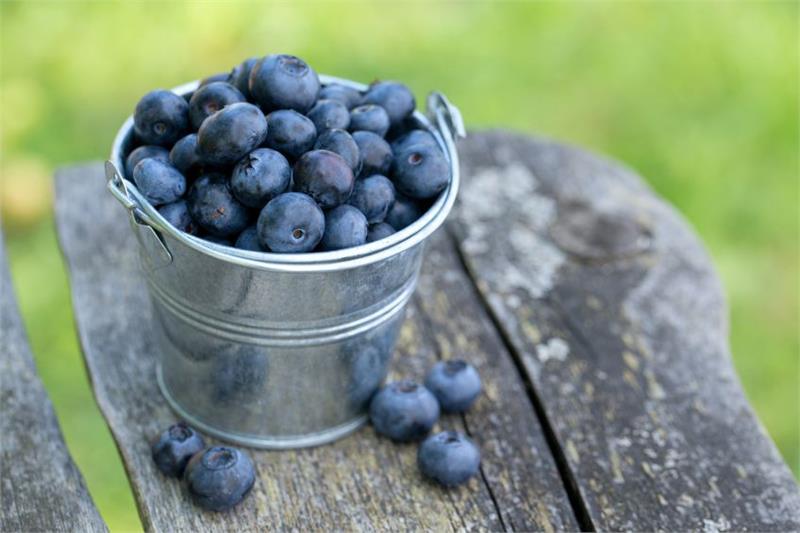Blueberry Caffeine - free Fruit Infusion - Regular