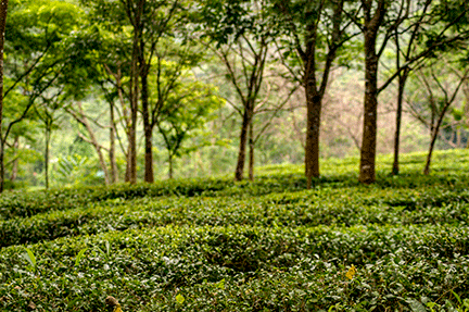 Darjeeling Tea Garden