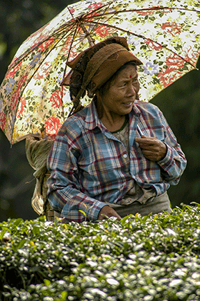 Darjeeling Tea Garden