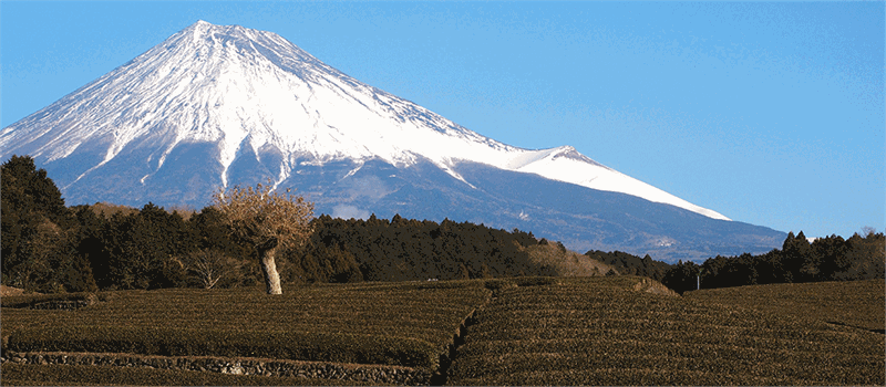 Mt. Fuji