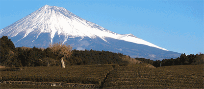 Mt. Fuji