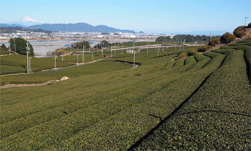Shizuoka Tea Garden photo by Bruce Richardson
