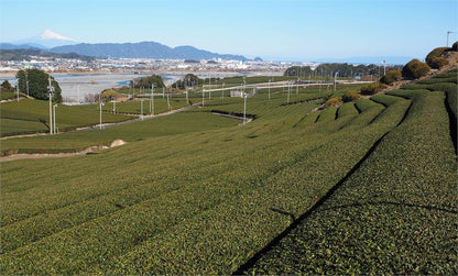 Shizuoka Tea Garden photo by Bruce Richardson