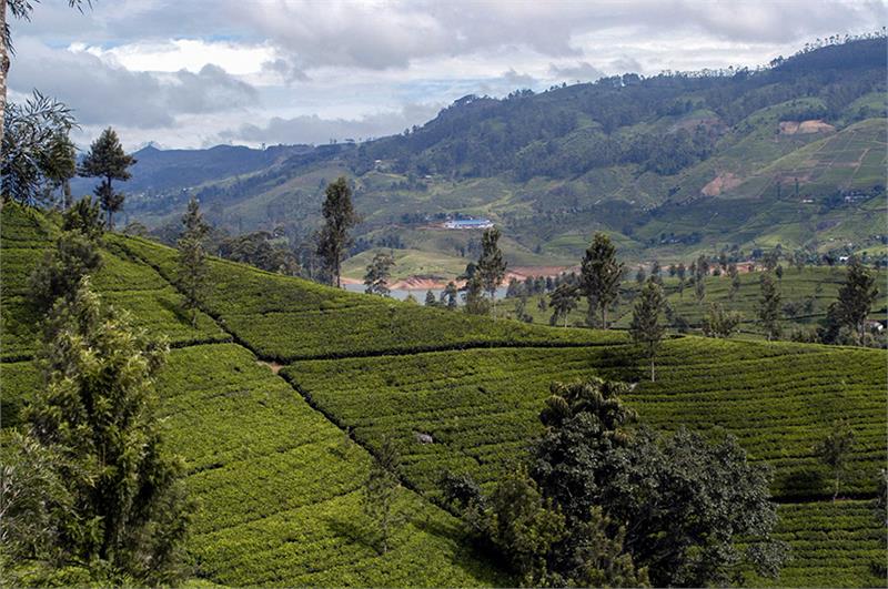 Sri Lanka Tea Garden