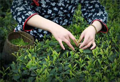 Plucking tea in China